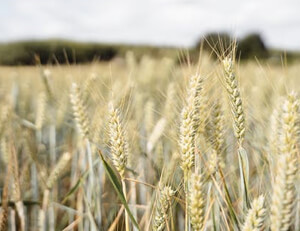 开拓者主场大胜，豪取五连胜